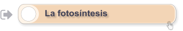 La fotosíntesis